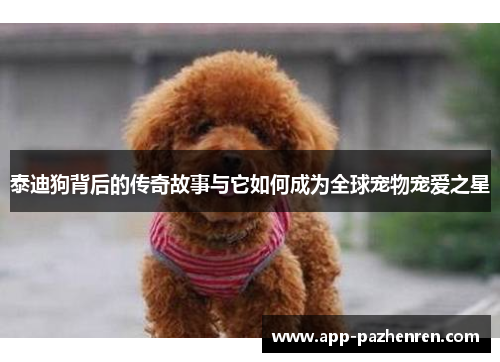 泰迪狗背后的传奇故事与它如何成为全球宠物宠爱之星